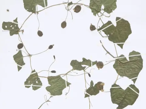 Melothria fluminensis