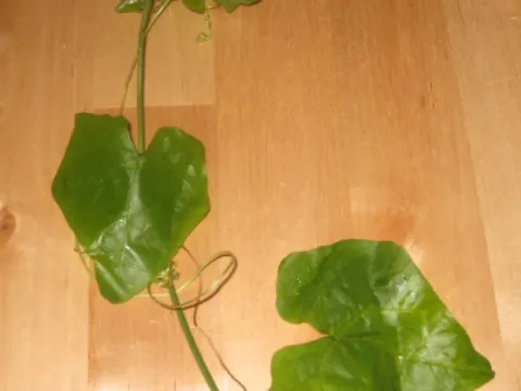 Melothria heterophylla