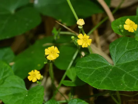 Melothria pendula