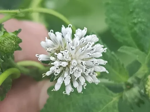 Melanthera confusa