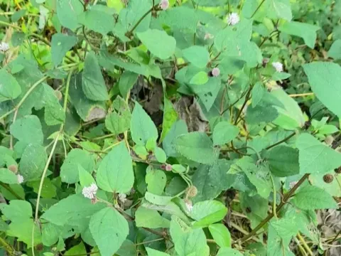 Melanthera elliptica