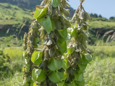 Melianthus