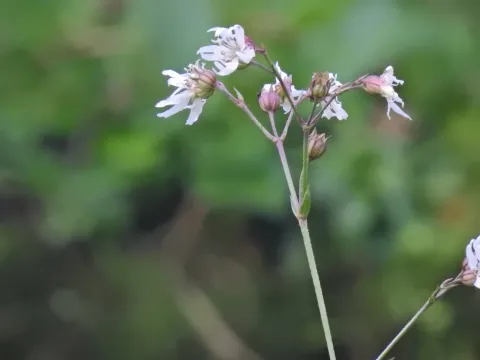 Дрёма