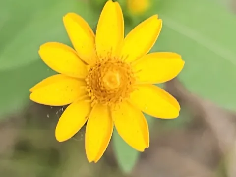 Melampodium divaricatum