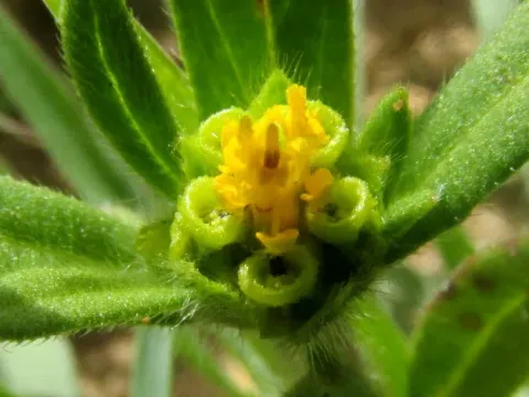 Melampodium hispidum