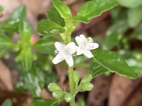 Mentha satureioides