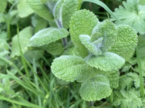 Round-leaved mint