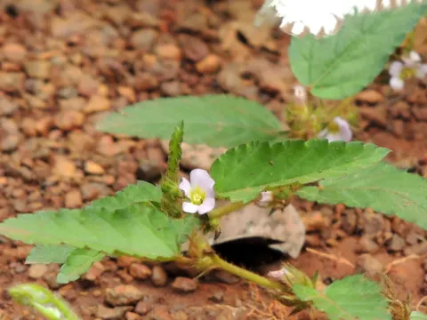 Melochia melissifolia