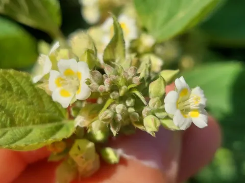 Melochia mollis
