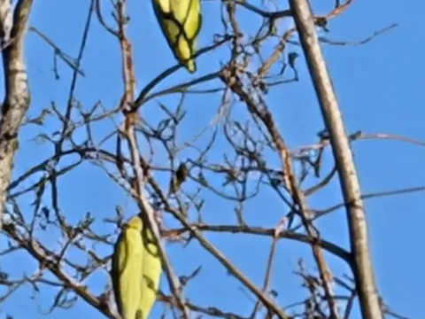 Ampelamus