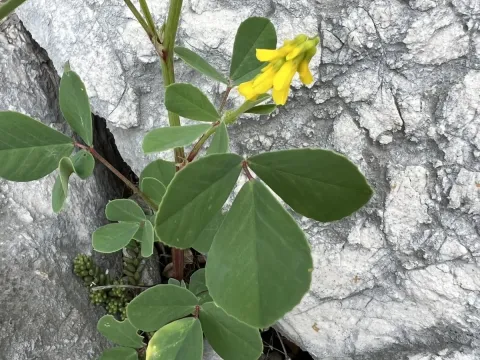 Italian sweetclover