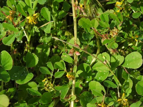 Melilotus messanensis