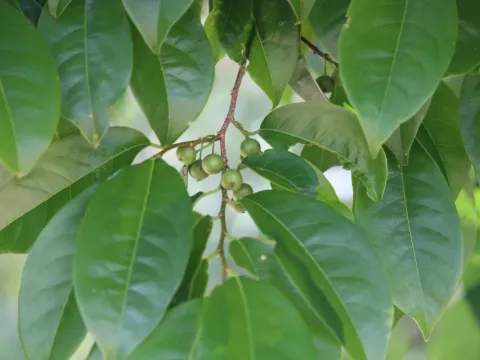 Margaritaria
