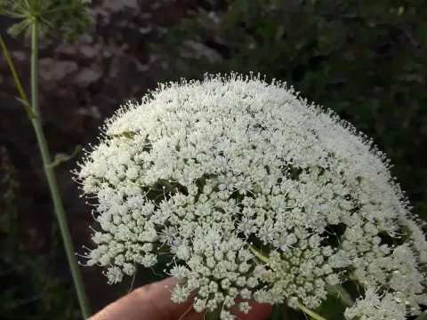Магідарис