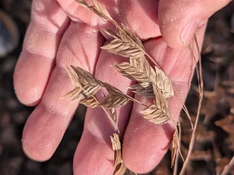 Chasmanthium