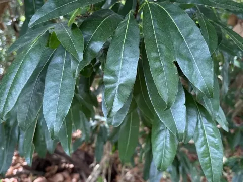 Sideroxylon foetidissimum