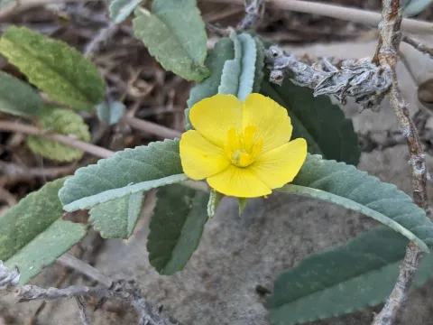 Мелхания