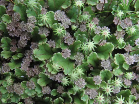Marchantia