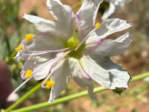 Narrowleaf four o'clock