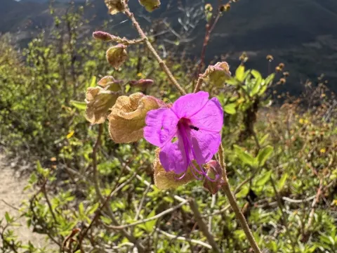 Mirabilis viscosa
