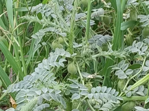 Chickpea