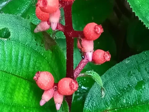 Miconia ceramicarpa