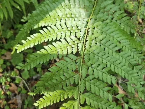Microlepia