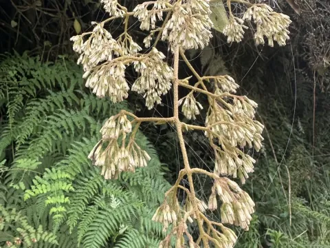 Mikania hirsutissima