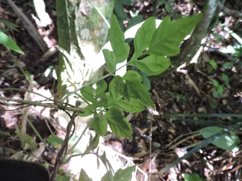 Mikania ternata