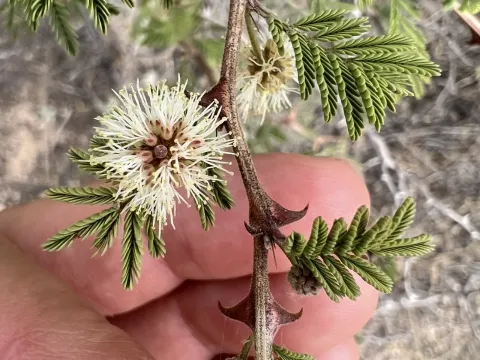 Catclaw mimosa
