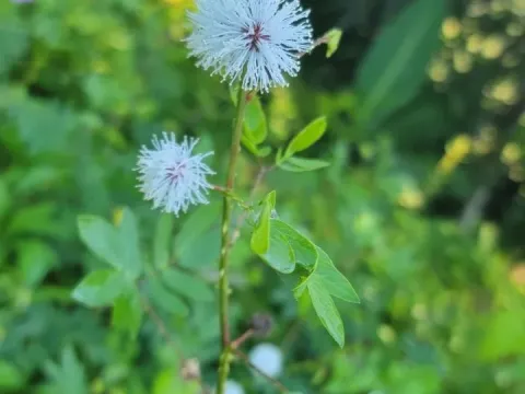 Mimosa casta
