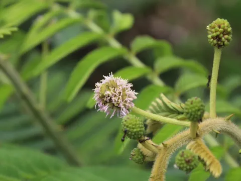 Mimosa pellita
