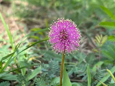 Mimosa strigillosa