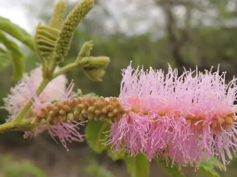 Mimosa verrucosa
