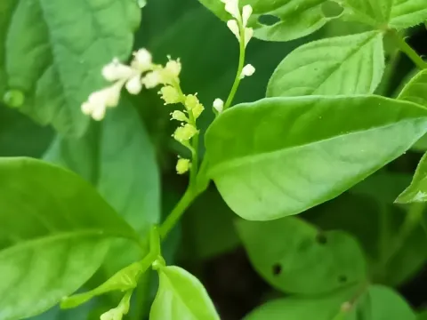 Microtea