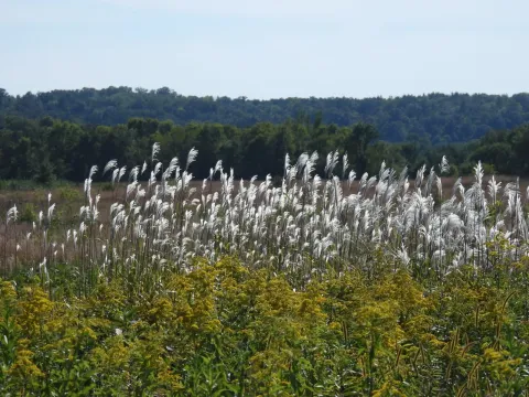 Amur silver grass