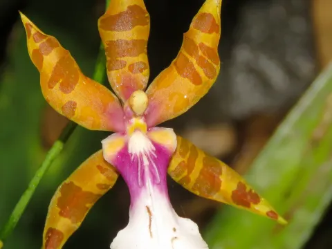 Miltonia