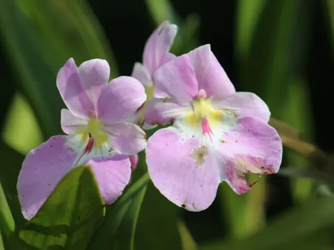 Miltoniopsis