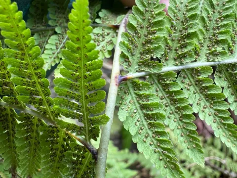 Macrothelypteris