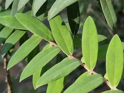 Hillock bush