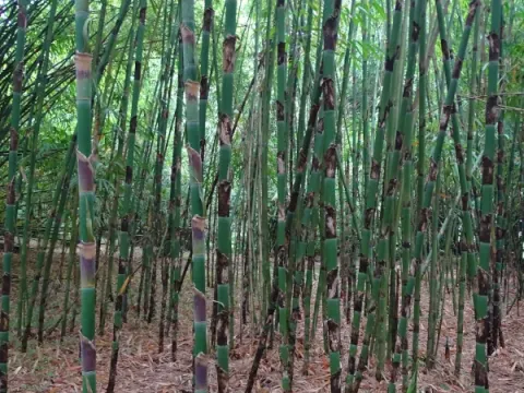 Melocanna