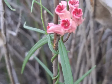 Microloma