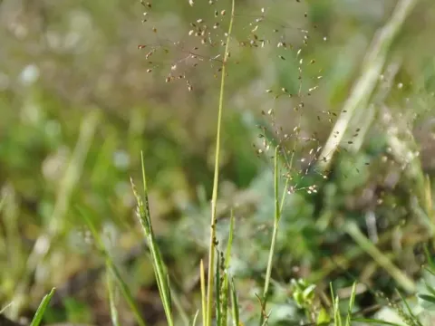 Molineriella