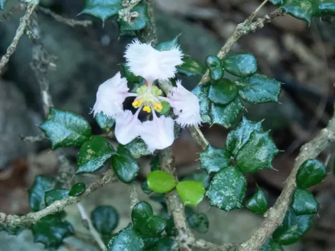 Malpighia coccigera