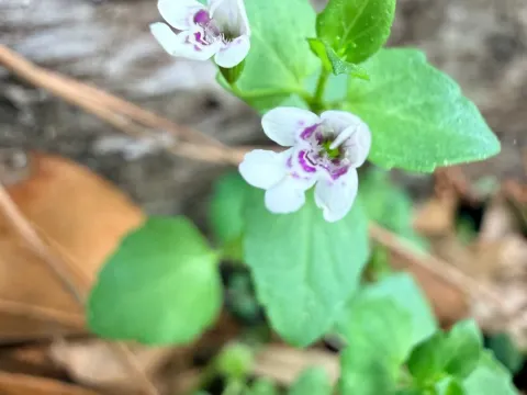 Clinopodium brownei