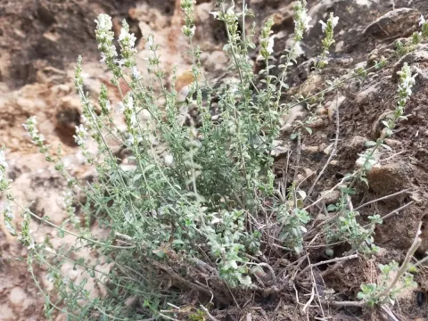 Clinopodium serpyllifolium