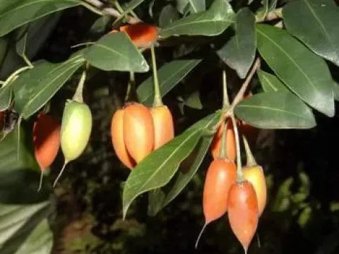Мимусопс шаровидный