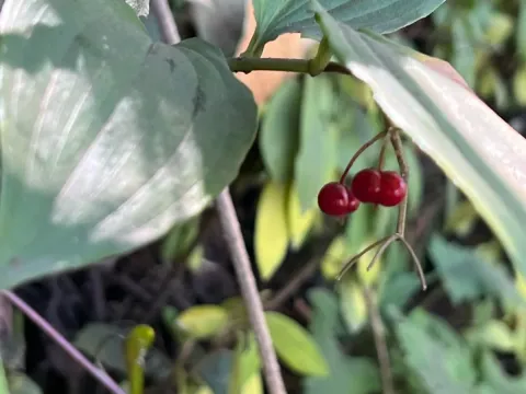 Майник