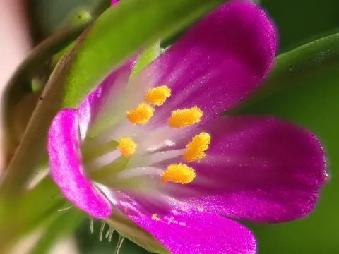 Monocosmia