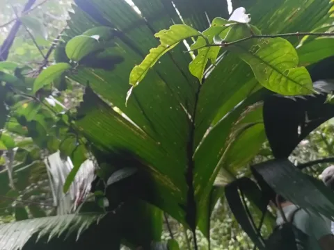 Manicaria